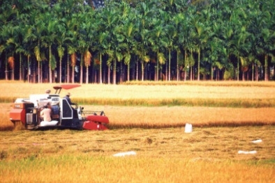Khoa học thay đổi bộ mặt nông thôn